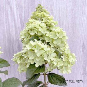 画像19: 庭のあじさい苗 【HBAパニキュラータ】パネンカ4.5号