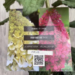 画像18: 庭のあじさい苗 【HBAパニキュラータ】パネンカ4.5号