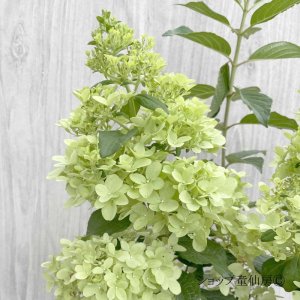 画像4: 庭のあじさい苗 【HBAパニキュラータ】パノラマ6号