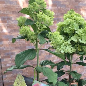 画像17: 庭のあじさい苗 【HBAパニキュラータ】パネンカ4.5号