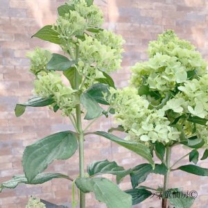 画像16: 庭のあじさい苗 【HBAパニキュラータ】パネンカ4.5号