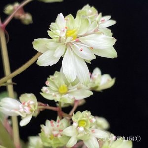 画像4: サキシフラガ・ダンシングピクシー TIANA　ティアナ