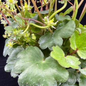 画像7: サキシフラガ・ダンシングピクシー TORISYA トリシャ