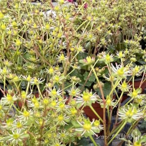 画像4: サキシフラガ・ダンシングピクシー TORISYA トリシャ