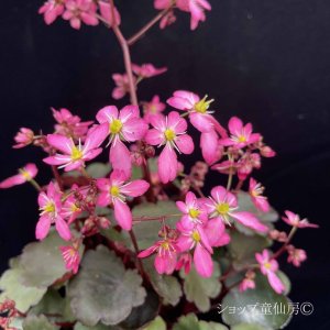 画像7: サキシフラガ・ダンシングピクシー TONI　トーニ