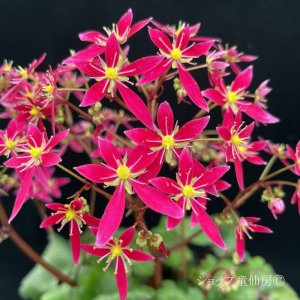 画像5: サキシフラガ・ダンシングピクシー TAJA　タジャ