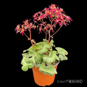 画像4: サキシフラガ・ダンシングピクシー TAJA　タジャ