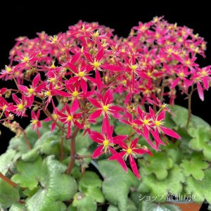 画像7: サキシフラガ・ダンシングピクシー TAJA　タジャ