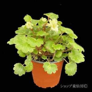 画像3: サキシフラガ・ダンシングピクシー TWEENY　ツイニー