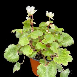 画像6: サキシフラガ・ダンシングピクシー TWEENY　ツイニー