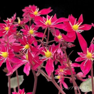 画像7: サキシフラガ・ダンシングピクシー TALLY　ターリー