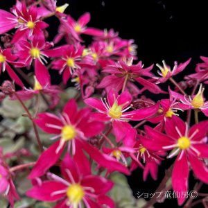 画像6: サキシフラガ・ダンシングピクシー TALLY　ターリー