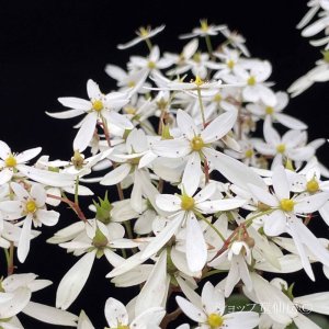 画像5: サキシフラガ・ダンシングピクシー THEA　シーア