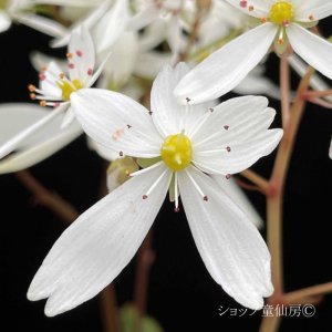 画像4: サキシフラガ・ダンシングピクシー THEA　シーア