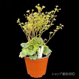 画像5: サキシフラガ・ダンシングピクシー TORISYA トリシャ