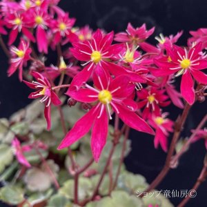 画像4: サキシフラガ・ダンシングピクシー TALLY　ターリー