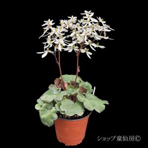 画像6: サキシフラガ・ダンシングピクシー THEA　シーア