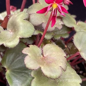 画像8: サキシフラガ・ダンシングピクシー TALLY　ターリー