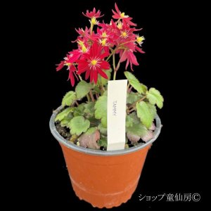 画像4: サキシフラガ・ダンシングピクシー TAMMY　タミー　