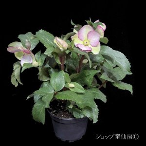 画像9: クリスマスローズ Ice N' roses 氷の薔薇ロサド4.5号