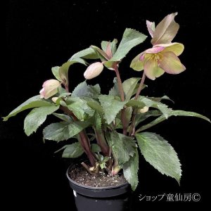 画像17: クリスマスローズ Ice N' roses 氷の薔薇ロサド4.5号