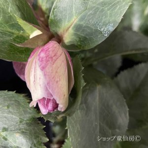 画像15: クリスマスローズ Ice N' roses 氷の薔薇ロサド4.5号