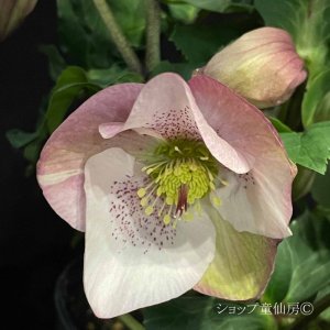 画像10: クリスマスローズ HGC散らず桜6号