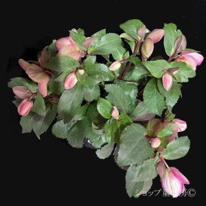 画像19: クリスマスローズ Ice N' roses 氷の薔薇ロサド4.5号