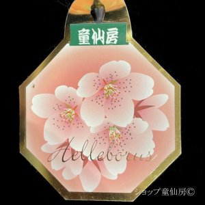 画像6: クリスマスローズ HGC散らず桜6号