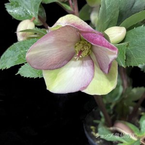 画像13: クリスマスローズ Ice N' roses 氷の薔薇ロサド4.5号