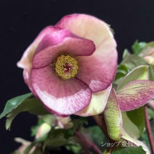 画像20: クリスマスローズ Ice N' roses 氷の薔薇ロサド4.5号