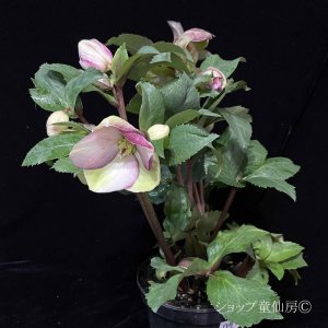 画像16: クリスマスローズ Ice N' roses 氷の薔薇ロサド4.5号