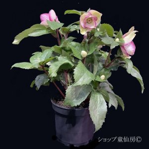 画像7: クリスマスローズ Ice N' roses 氷の薔薇ロサド4.5号