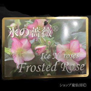 画像15: クリスマスローズ Ice N' roses 氷の薔薇フロステッドローズ6号