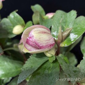 画像11: クリスマスローズ Ice N' roses 氷の薔薇ロサド4.5号