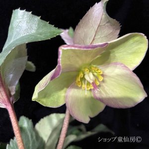 画像14: クリスマスローズ Ice N' roses 氷の薔薇ロサド4.5号