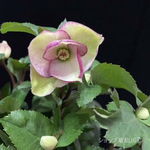 画像3: クリスマスローズ Ice N' roses 氷の薔薇ロサド4.5号