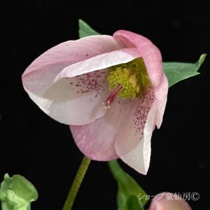 画像8: クリスマスローズ HGC散らず桜6号