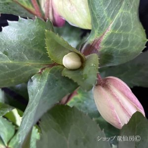 画像12: クリスマスローズ Ice N' roses 氷の薔薇ロサド4.5号