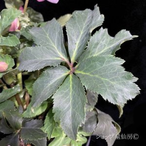 画像11: クリスマスローズ HGC散らず桜6号