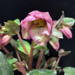 画像9: クリスマスローズ Ice N' roses 氷の薔薇ロザリー6号