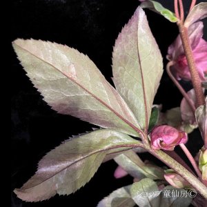 画像16: クリスマスローズ Ice N' roses 氷の薔薇ロザリー6号