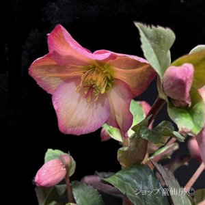 画像12: クリスマスローズ Ice N' roses 氷の薔薇ロザリー6号