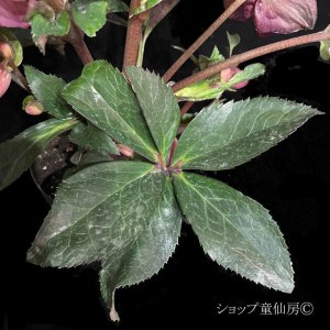 画像19: クリスマスローズ Ice N' roses 氷の薔薇ロザリー6号