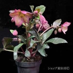 画像22: クリスマスローズ Ice N' roses 氷の薔薇ロザリー6号