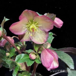 画像20: クリスマスローズ Ice N' roses 氷の薔薇ロザリー6号