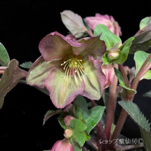 画像17: クリスマスローズ Ice N' roses 氷の薔薇ロザリー6号