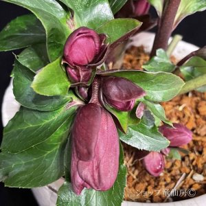 画像10: クリスマスローズ Ice N' roses 氷の薔薇アーリーレッド4.5号