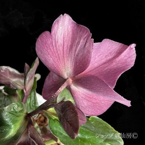 画像12: クリスマスローズ Ice N' roses 氷の薔薇アーリーレッド4.5号