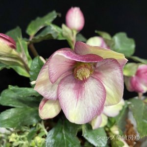 画像10: クリスマスローズ Ice N' roses 氷の薔薇イタリアーノ・カルロッタ4.5号